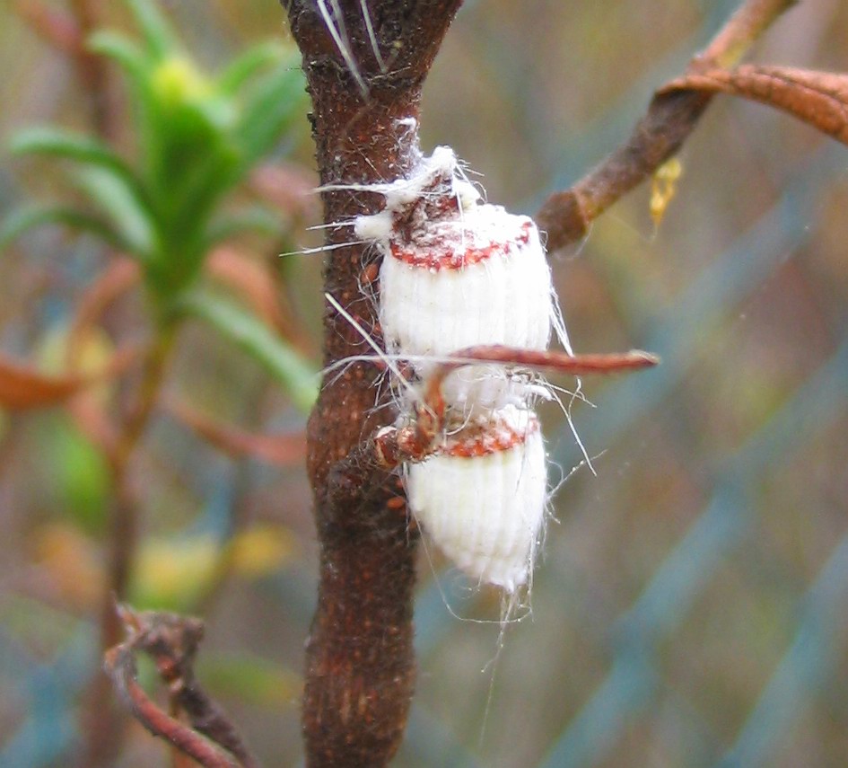 Cocciniglia o alieno? Icerya purchasi